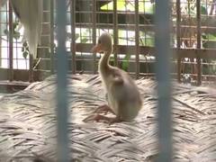 
      
      Lucknow Zoo welcomes new inmate, a baby Sarus crane 
      
      