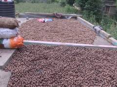 
      
      Bumper walnut crop grown with help of horticulture dept ready...
      
      