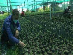 
      
      Thousands of plants grown at Budgam nursery under 'Green J-K...
      
      