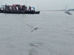 
      
      Siberian birds flock to Sangam, attract tourists in Prayagraj
      
      