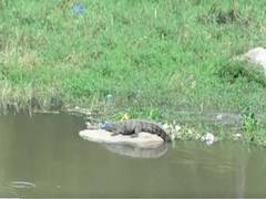 
      
      Crocodile sighted in river in Hyderabad's Attapur, triggers panic 
      
      
