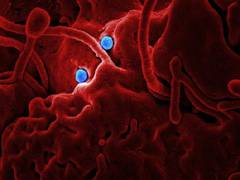 
      
      COVID-19 pandemic associated with disruptions to women's...
      
      