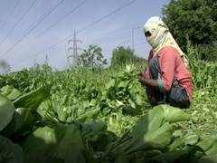 
      
      Our woes doubled due to lockdown 2.0: Vegetable farmers
      
      