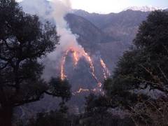 
      
      Fire in Himachal Pradesh Kinnaur forests partially under control
      
      