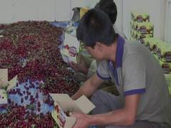 
      
      Low market prices hit cherry farmers in Shimla district
      
      