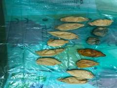 
      
      312 gram cocaine recovered from passenger at Mumbai airport
      
      