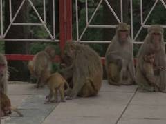 
      
      Monkey menace on the rise in Shimla
      
      