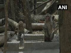 
      
      U'khand: Over 1,000 monkeys sterilised to curb menace
      
      