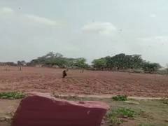 
      
      Swarm of locusts reaches Rajasthan's Dholpur
      
      