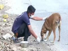 
      
      Good Samaritans feed dogs across different locations in Delhi...
      
      