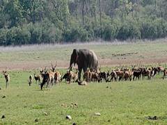 
      
      High alert in Jim Corbett park ahead of Diwali
      
      