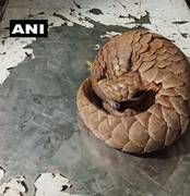 
      
      Three arrested with endangered pangolin in Pune 
      
      