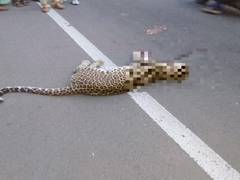 
      
      Maharashtra: Two-year-old female leopard meets with road...
      
      