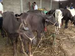 
      
      Maha govt conducts vaccination drive for cattle in...
      
      