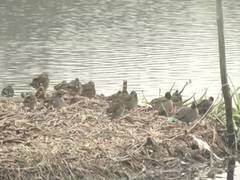 
      
      Authorities on alert at Okhla Bird Sanctuary, Dhanuri and...
      
      