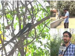 
      
      Looking at birds through their sounds: Gujarat birder Viral...
      
      