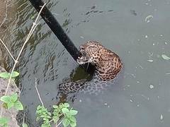 
      
      Maharashtra: 4-year-old leopard rescued from well in Pune's...
      
      