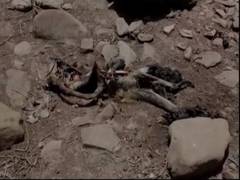 
      
      MP: Searing heat and water scarcity kills monkeys in Damoh
      
      