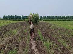 
      
      Chilli crop damaged due to rain, farmers incur heavy losses...
      
      
