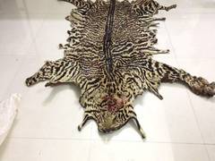 
      
      MP: STF arrests man for smuggling leopard skin in...
      
      