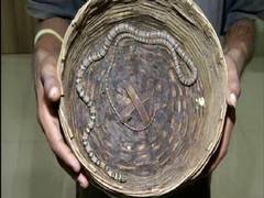 
      
      Odisha: Rare flying snake seized from man's possession
      
      