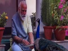 
      
      PM Modi spends time with peacocks at residence, shares video
      
      