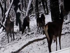 
      
      Dachigam National Park authorities arrange food for Kashmiri...
      
      