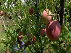 
      
      Apple harvesting season in full swing in Kashmir Valley
      
      