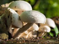 
      
      Here's how just a serving of mushrooms could make your meals...
      
      