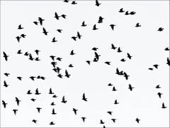 
      
      Researchers develop maps of bird species to protect biodiversity
      
      