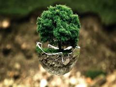 
      
      Newly discovered bacteria breaks down soil pollutants 
      
      