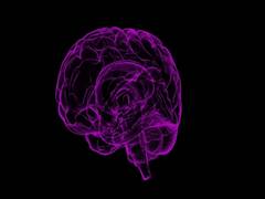 
      
      Study focuses on emerging of engrams as basic unit of memory
      
      