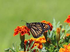 
      
      Light pollution can disorient monarch butterflies: Research
      
      