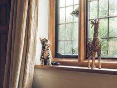 
    Going for a vacation with your pet? Here are 8 places where you can stay
    