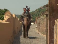 
      
      Elephant owners in Jaipur village face financial issues amid...
      
      