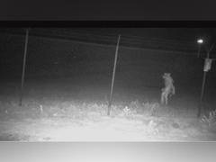 
      
      Strange creature captured on camera outside Texas zoo
      
      