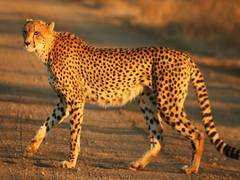 
      
      Researchers recommend keeping Cheetahs in zoological gardens...
      
      