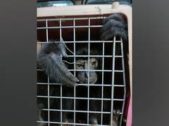 
      
      Five Chimpanzees rescued in Assam's Karbi Anglong, two held
      
      