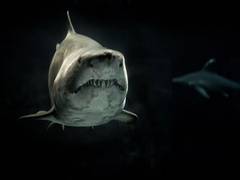 
      
      Scientists find tiger sharks are social creatures
      
      
