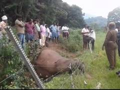 
      
      Tamil Nadu: 5-year-old elephant trapped in fencing, dies 
      
      