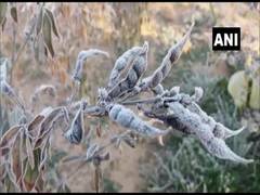 
      Temperature down to minus four degree Celsius in Sikar
      