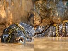 
      
      WATCH: Anaconda and Alligator Survival fight captured on camera
      
      