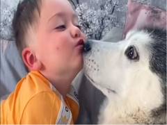 
      
      WATCH: Husky snuggles and cuddles with toddler
      
      