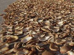 
      
      CCEA approves MSP of copra at Rs 10,335 per quintal, says...
      
      