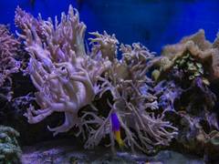 
      
      Coral reefs shifting away from equator, researchers point out
      
      