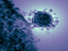 
      
      Study traces coronavirus origin to snakes
      
      