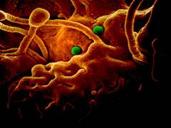 
      
      52 out of 74 samples tested negative for coronavirus in Karnataka 
      
      
