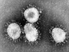 
      
      Coronavirus has a natural origin, says study
      
      