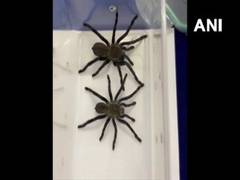 
      
      Customs officials seize 13 wildlife species at Chennai Airport
      
      