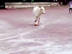 
    Video of cow playing football in Goa has left twitterverse in splits
    